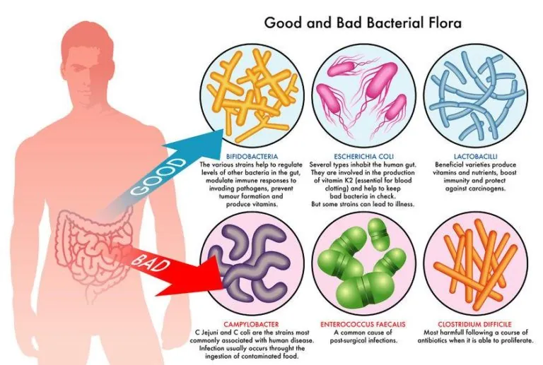 What is inside Mind-Body-Biome